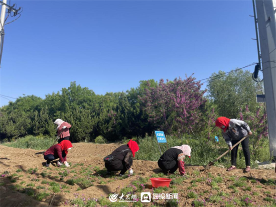 全域大花园 缤纷大家洼 | 种植超38万棵！潍坊滨海区大家洼街道以绿化妆点发展新画卷