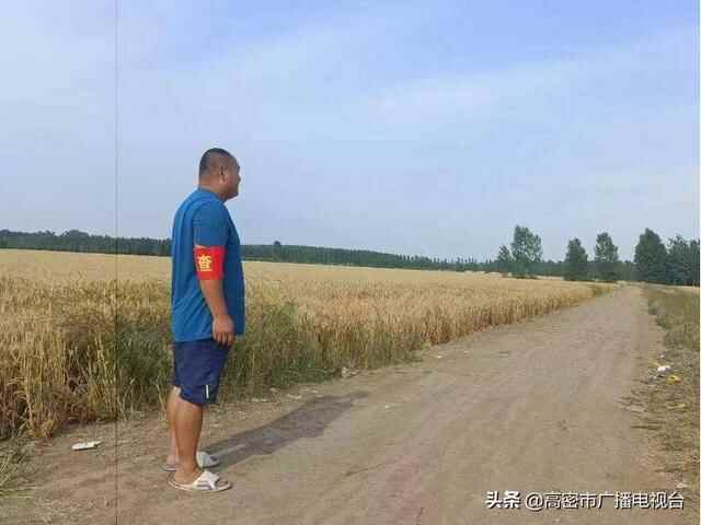 高密市井沟镇：抢收抢种抢农时 禁烧管控不放松