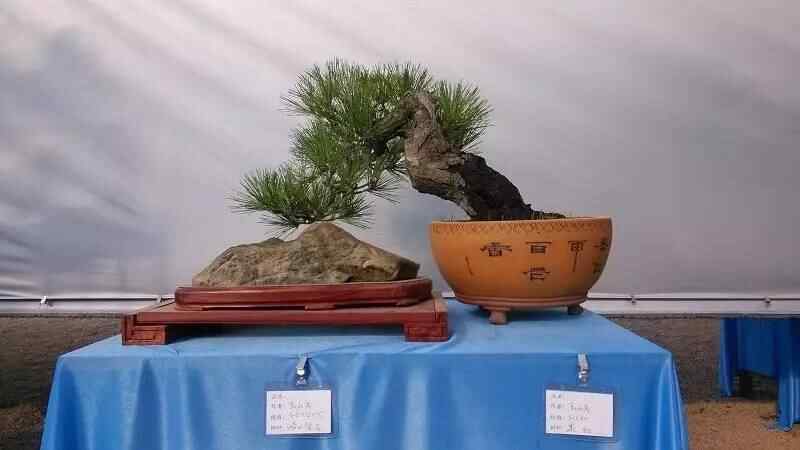 坊子之约｜大美坊子！活力之姿~