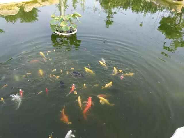 红花绿叶潍州城，美食美景潍坊里！潍坊潍城区园林品尝特色美食！