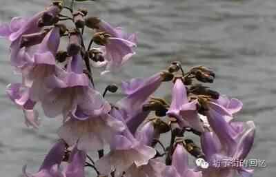 坊子街的回忆坊子十记七辑之一·零食