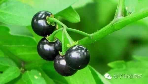 坊子街的回忆坊子十记七辑之一·零食