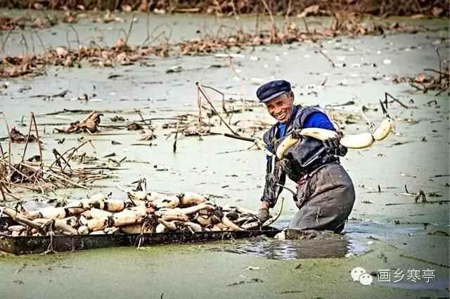 旅游｜寒亭区高里街道“湿地明珠”—西**亭村！
