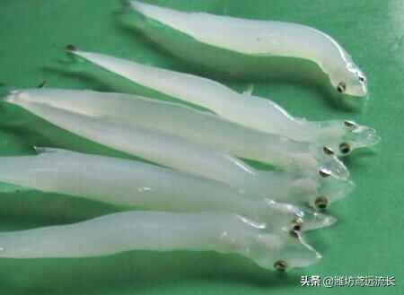 昌邑十大特产