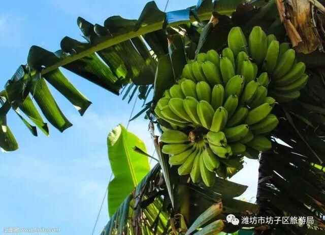 2018贺年会｜春光恰好，年味正浓—回坊子，原汁原味过大年！