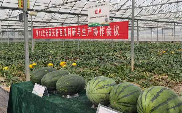 坐标昌乐！火山西瓜IP诞生地迎来又一机遇