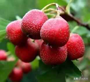「舌尖上的潍坊」青州，花样独特话美食