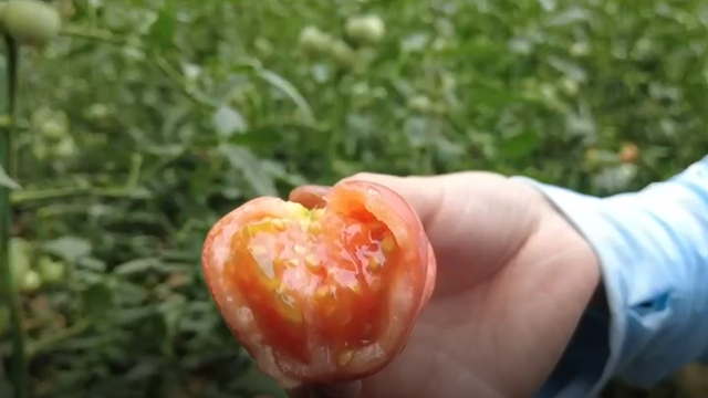 崔西村这种蔬菜酸甜可口，太解馋了