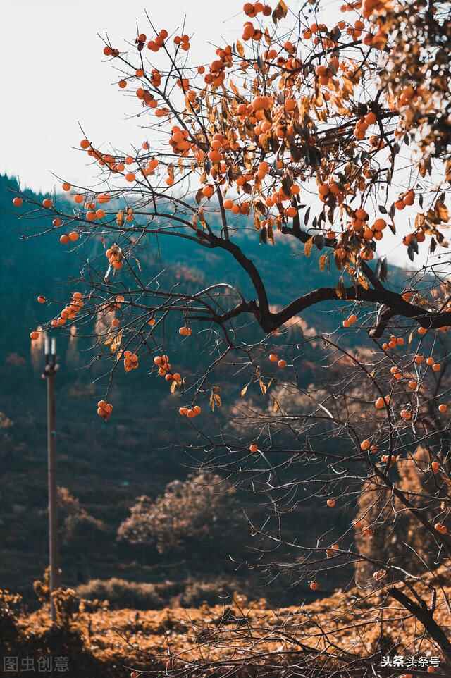 朋友们知道山东最美的菜肴是哪里的吗，临朐才是最美菜肴的盛产地