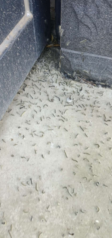 ​济宁​某小区毛毛虫成灾,该谁来管