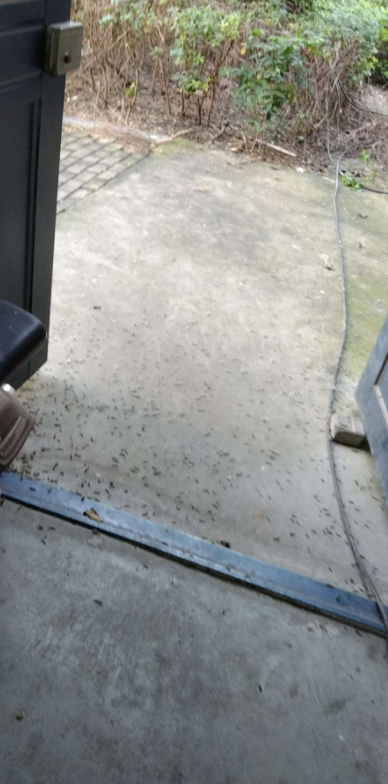 ​济宁​某小区毛毛虫成灾,该谁来管