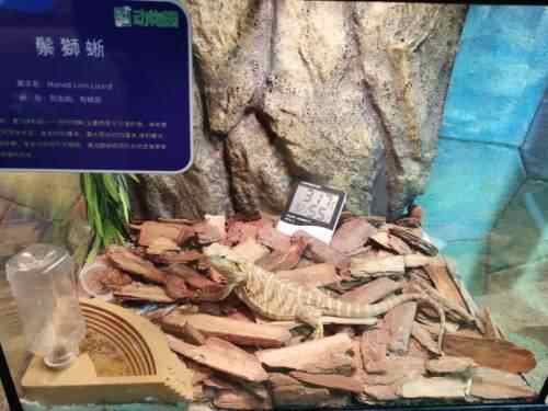 济宁市打好“保护、救助、检查”组合拳 做细做严野生动...