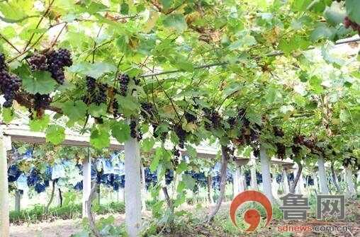 济宁高新区：最是一年好“丰”景  农民笑颜迎丰收