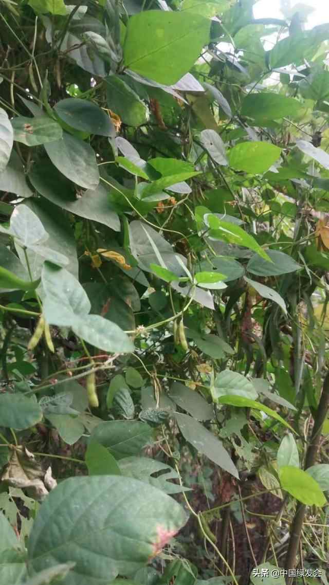 山东济宁市发现疑似二级保护植物野大豆密集分布区！志愿者反馈