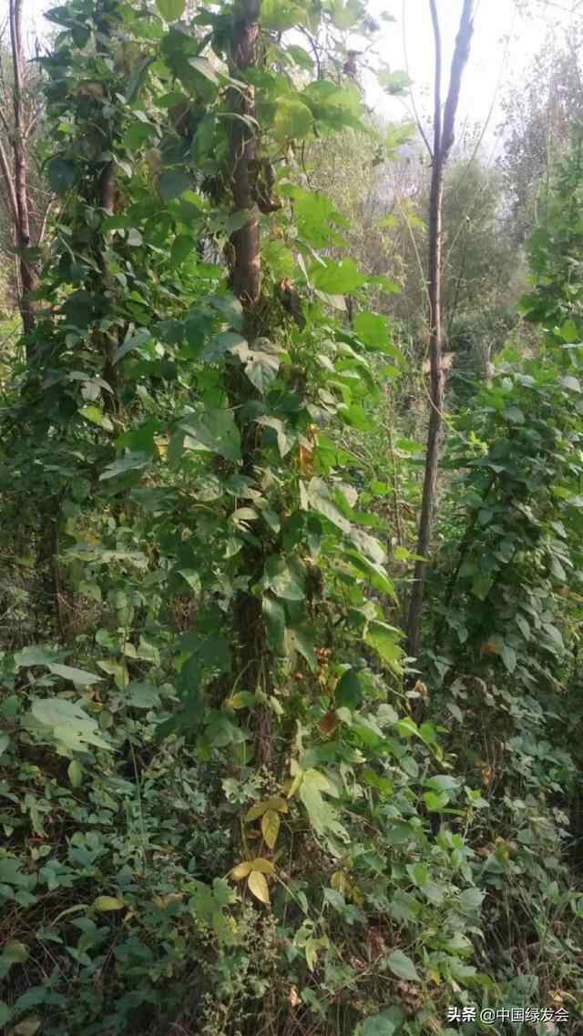 山东济宁市发现疑似二级保护植物野大豆密集分布区！志愿者反馈