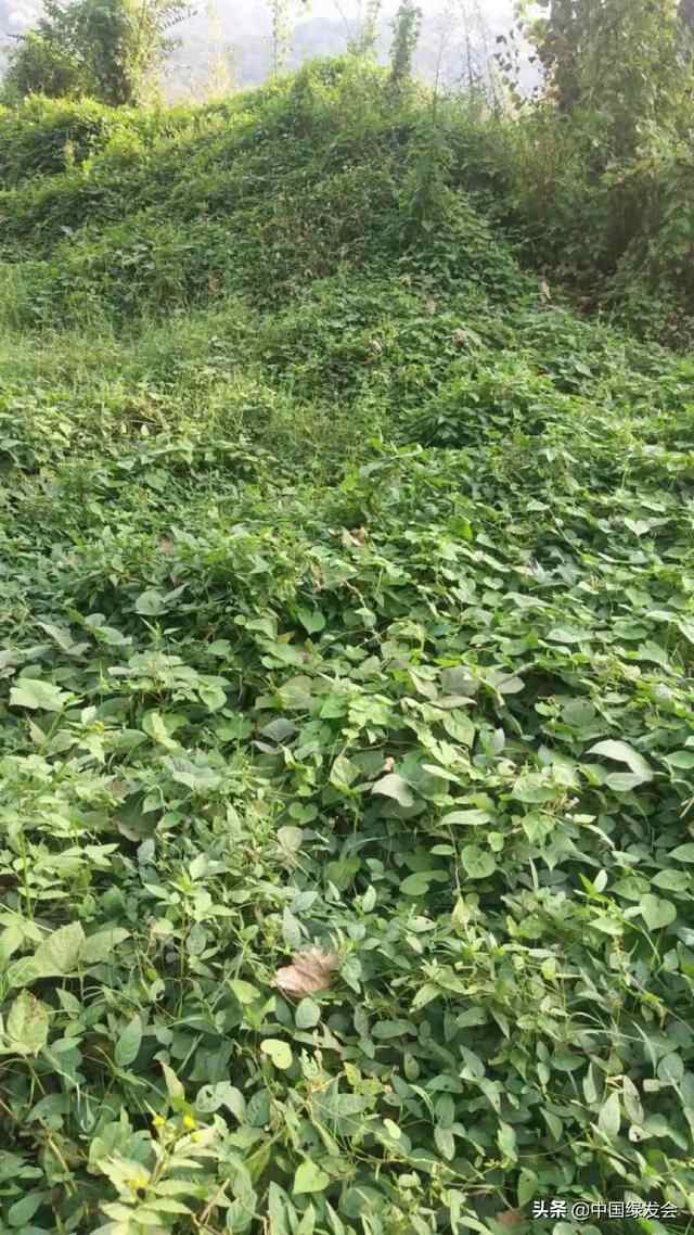 山东济宁市发现疑似二级保护植物野大豆密集分布区！志愿者反馈