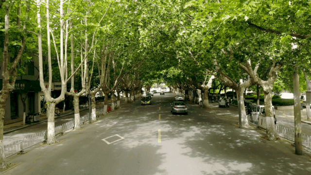 济宁最具文化气息道路，两旁树木有几十年历史，即将重修引起热议