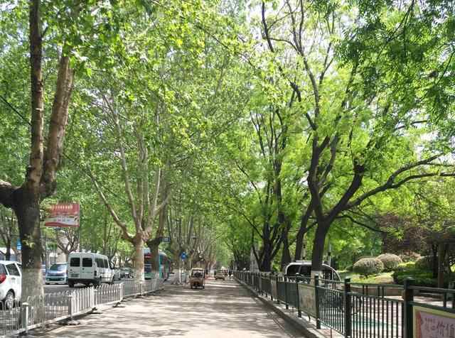 济宁最具文化气息道路，两旁树木有几十年历史，即将重修引起热议
