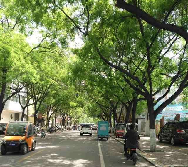 济宁最具文化气息道路，两旁树木有几十年历史，即将重修引起热议