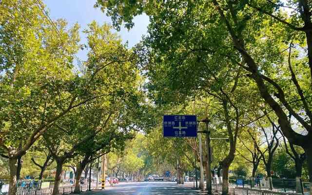 济宁最具文化气息道路，两旁树木有几十年历史，即将重修引起热议