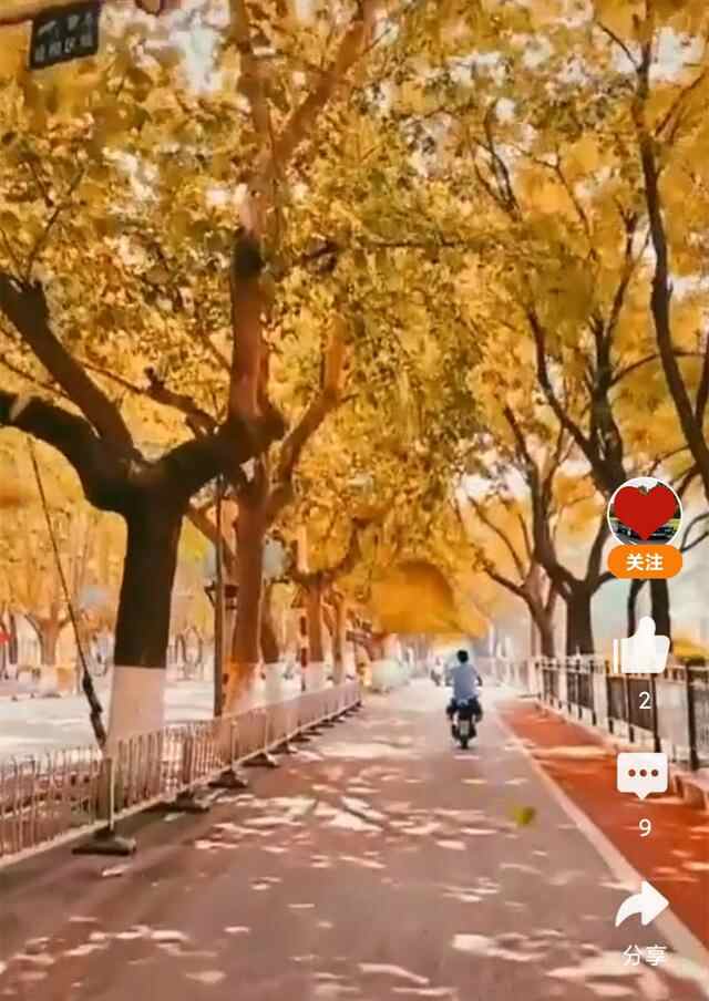 济宁最具文化气息道路，两旁树木有几十年历史，即将重修引起热议
