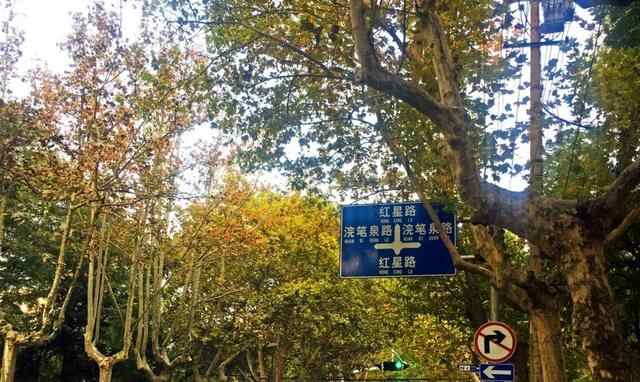济宁最具文化气息道路，两旁树木有几十年历史，即将重修引起热议