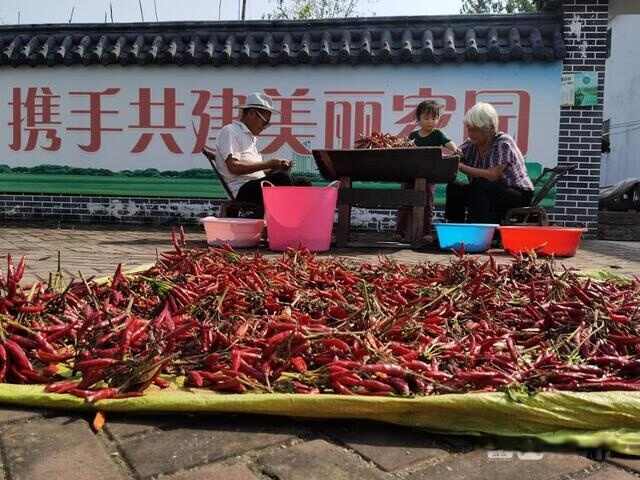 辣椒丰收一地红！山东金乡农民晒“国庆”图案庆佳节