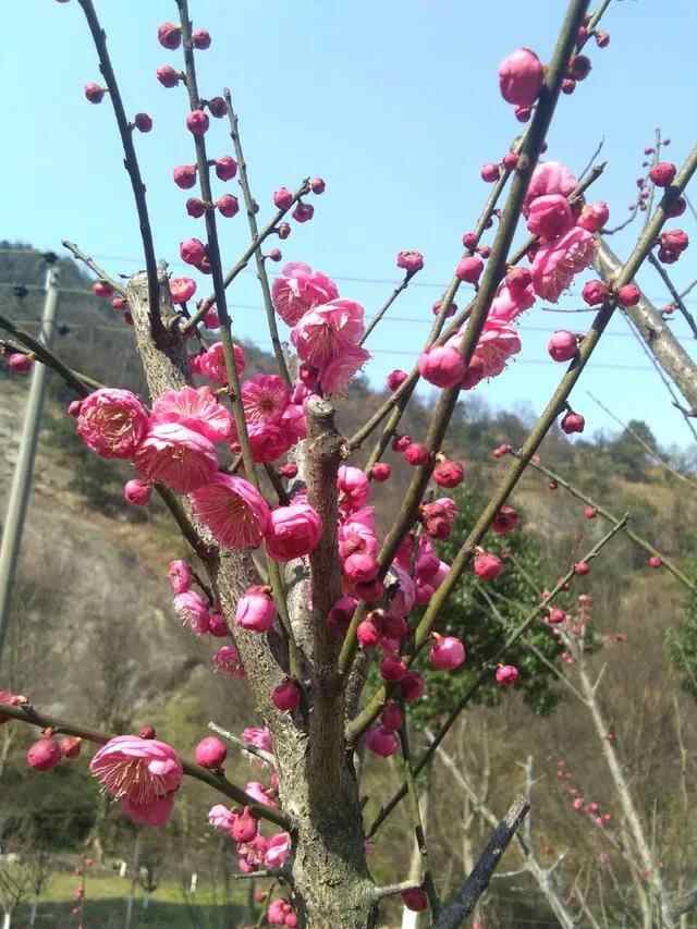 苍南县著名古道之一，金乡镇梅峰古道