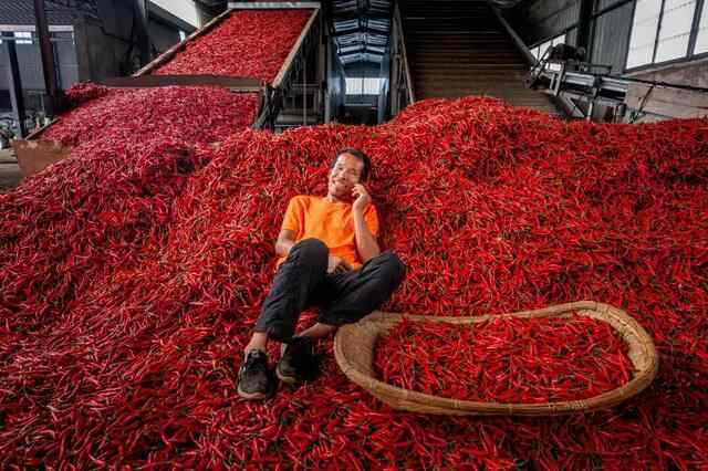 这就是山东丨航拍金乡县40万亩辣椒喜丰收 火红的辣椒铺满大地