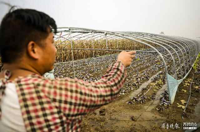 田内积水无法“机收”，嘉祥一种植户11亩玉米全家忙乎近一周