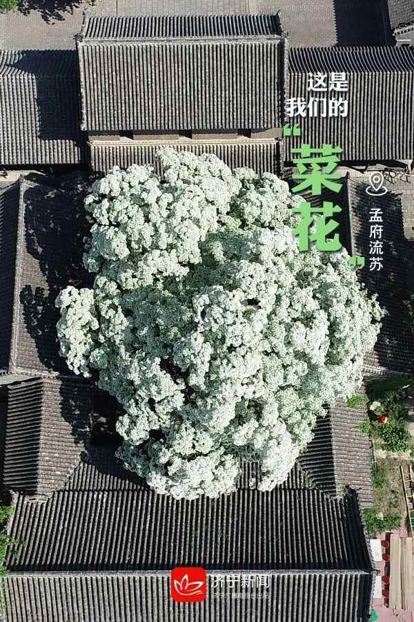 “凡尔赛”式自我介绍来啦！是时候给全国朋友介绍一下...