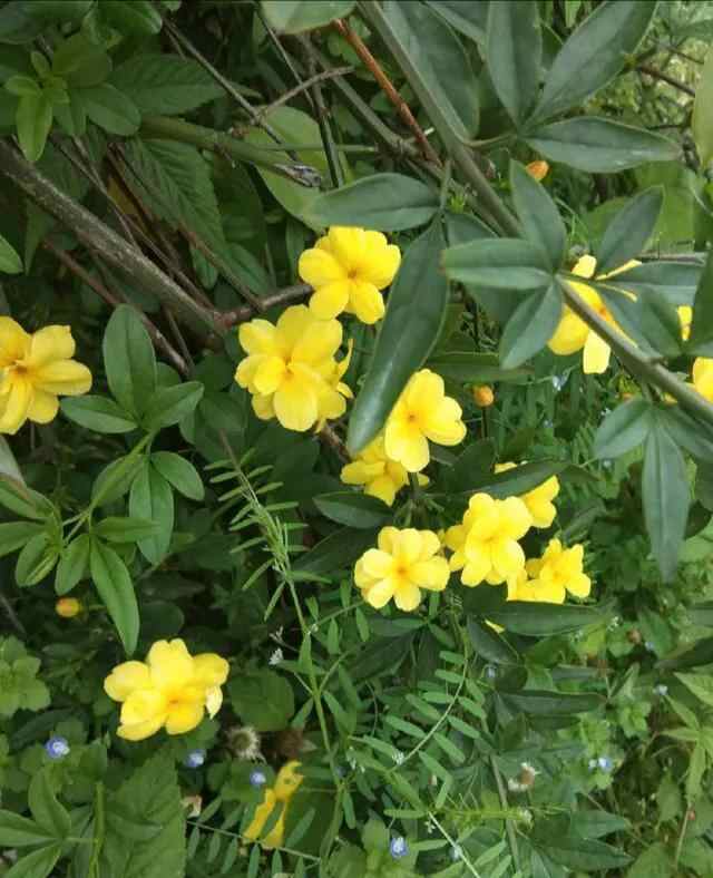 苍南县金乡镇狮山公园这里的风景秀丽独特