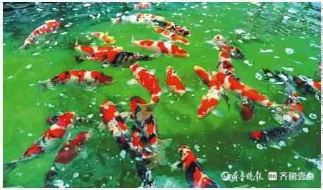 济南锦鲤养成记：游向全国各地，年产值达1.1亿元