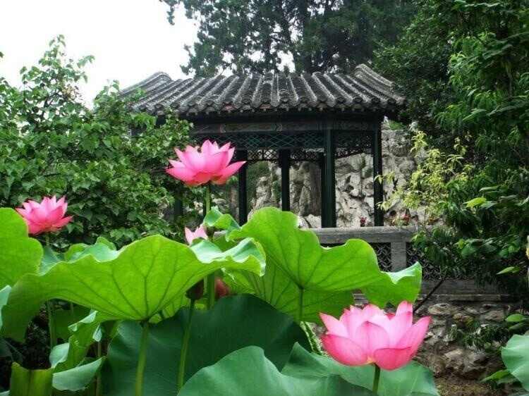 荷香沁人花开正艳 来济宁赏荷吧