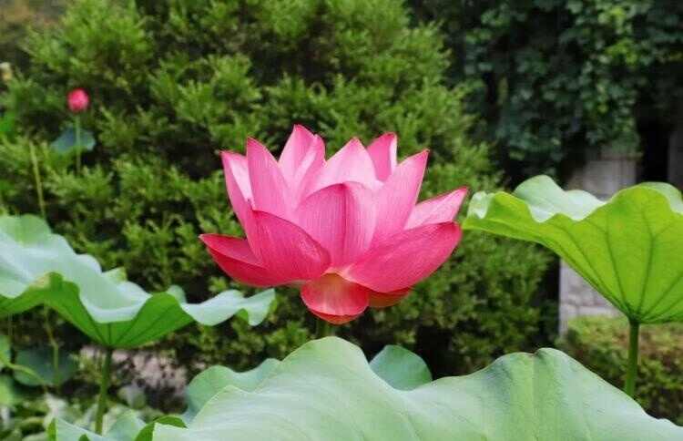 荷香沁人花开正艳 来济宁赏荷吧