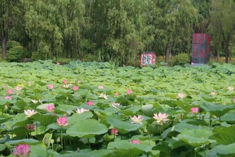 荷香沁人花开正艳 来济宁赏荷吧