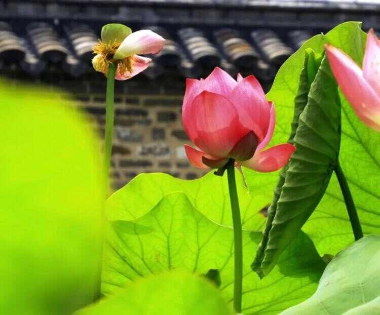 荷香沁人花开正艳 来济宁赏荷吧
