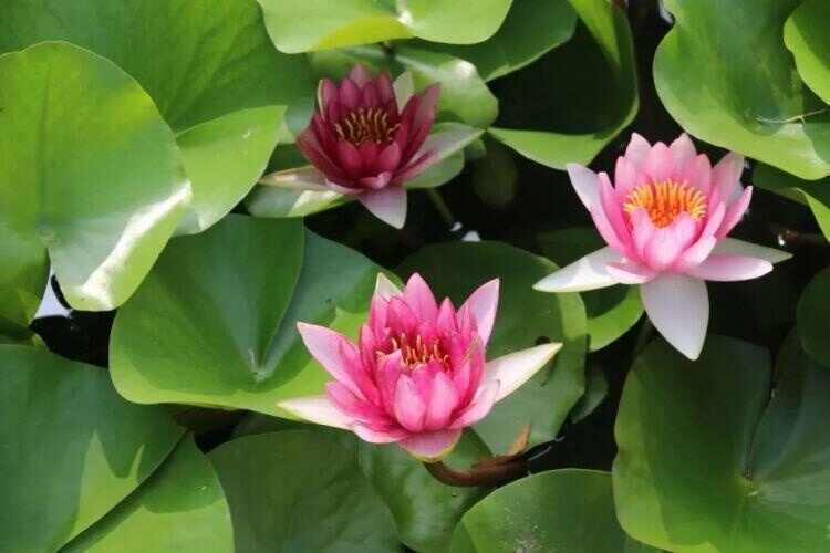 荷香沁人花开正艳 来济宁赏荷吧
