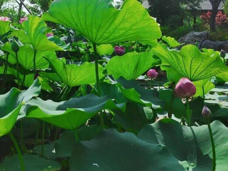 荷香沁人花开正艳 来济宁赏荷吧