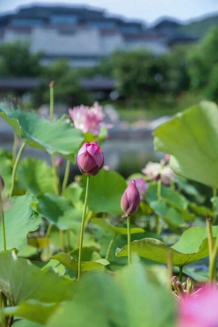 荷香沁人花开正艳 来济宁赏荷吧