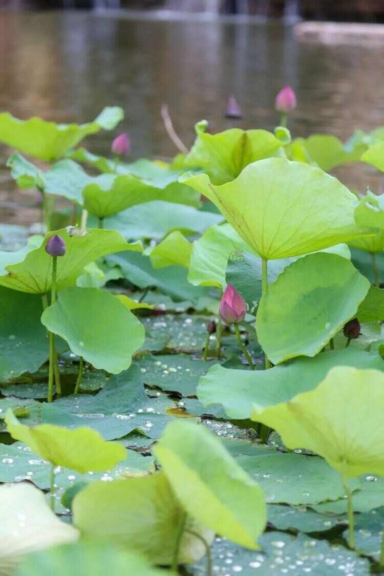 荷香沁人花开正艳 来济宁赏荷吧