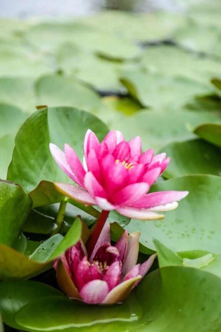 荷香沁人花开正艳 来济宁赏荷吧