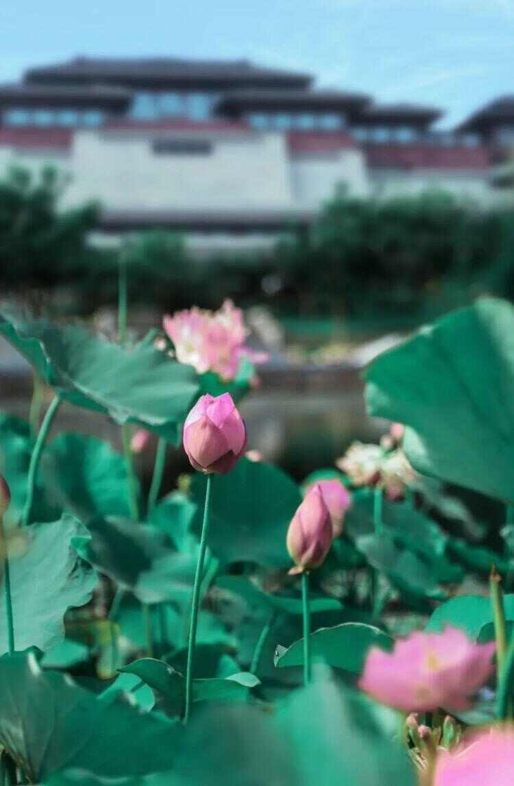 荷香沁人花开正艳 来济宁赏荷吧