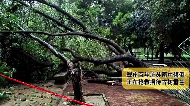 济宁百年流苏倾倒原因已查明，抢救进行中，何时再现“六月飞雪”
