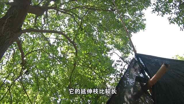 济宁百年流苏倾倒原因已查明，抢救进行中，何时再现“六月飞雪”