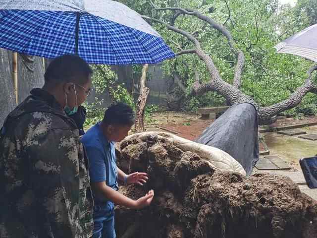 济宁百年流苏倾倒原因已查明，抢救进行中，何时再现“六月飞雪”