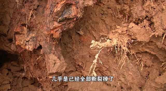 济宁百年流苏倾倒原因已查明，抢救进行中，何时再现“六月飞雪”
