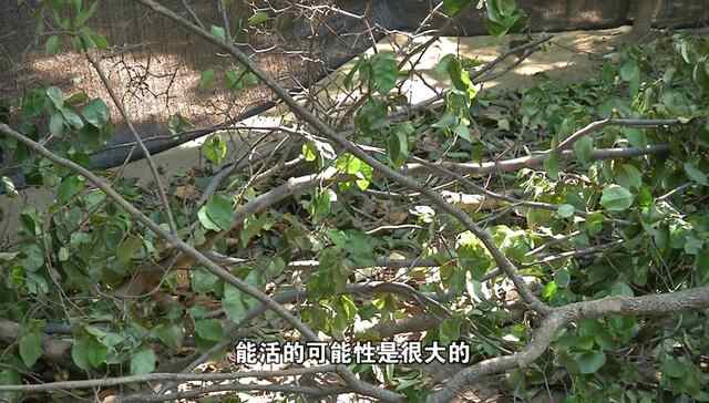 济宁百年流苏倾倒原因已查明，抢救进行中，何时再现“六月飞雪”