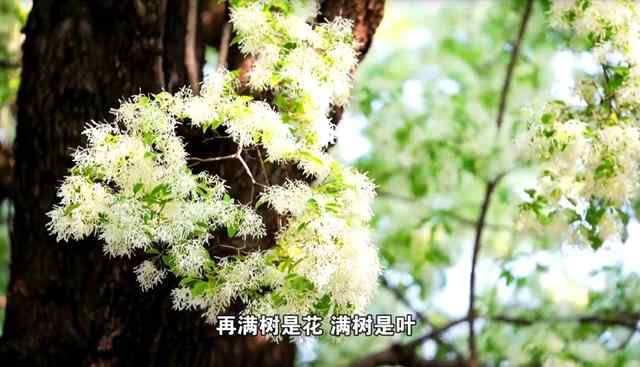 济宁百年流苏倾倒原因已查明，抢救进行中，何时再现“六月飞雪”