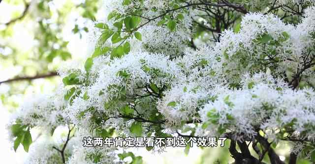 济宁百年流苏倾倒原因已查明，抢救进行中，何时再现“六月飞雪”